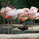 在线手机号轰炸软件